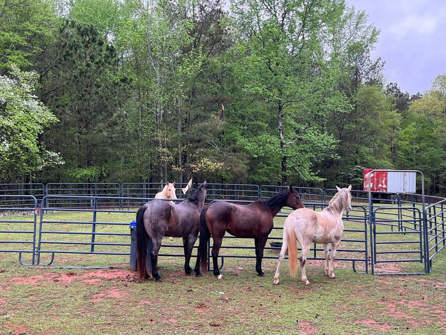 Horses gathered at the pasture fence under the trees
