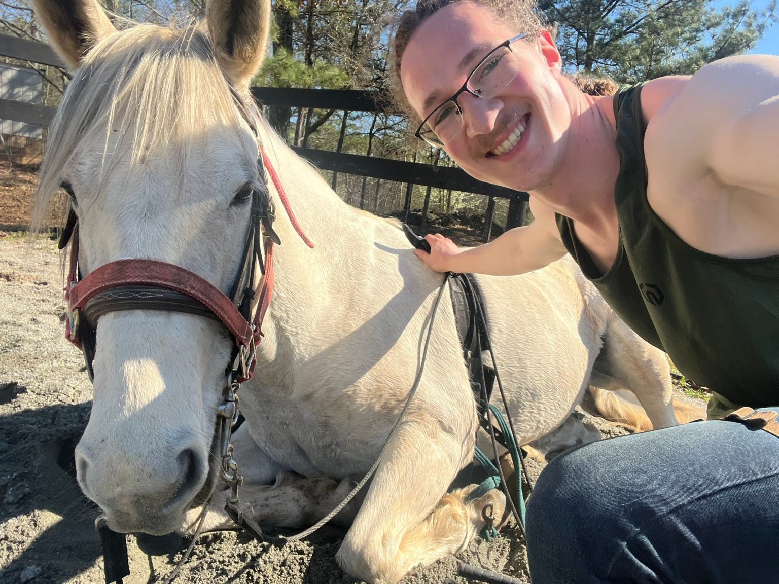 Horse in training