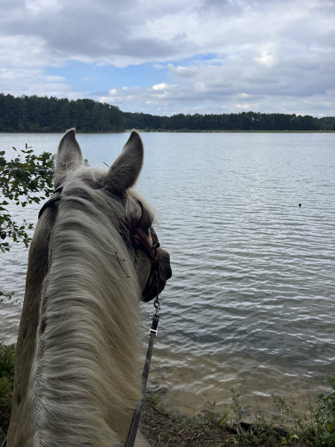 A horse on the trail