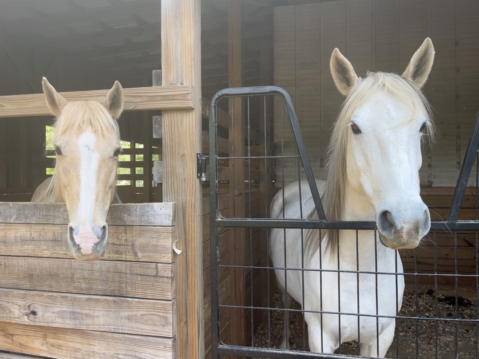 Two horses looking out over their stall doors in the barn